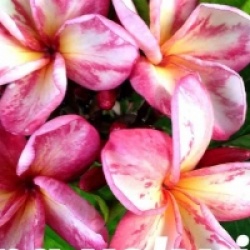 Plumeria rubra 'Pong Yok Virus' - Frangipanier Pong Yok Virus