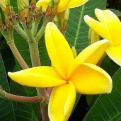Plumeria rubra 'Pre Cha Yellow' - Frangipanier Pre Cha Yellow