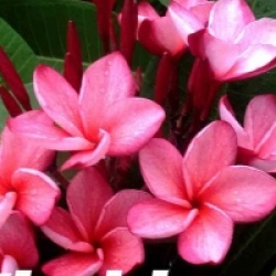 Plumeria rubra 'Kled Keaw' - Frangipanier Kled Keaw