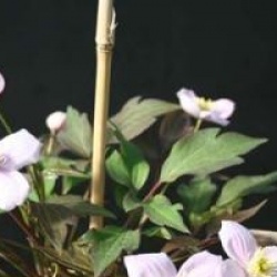 Clematis montana 'Tetrarose'