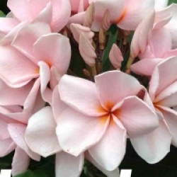 Plumeria rubra 'Udomchok' - Frangipanier Udomchok