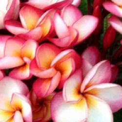 Plumeria rubra 'Diamond Pink' - Frangipanier Diamond Pink