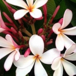 Plumeria rubra 'Pink Singapore Dwarf' - Frangipanier Pink Singapore Dwarf