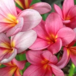 Plumeria rubra 'Aussie Pink'