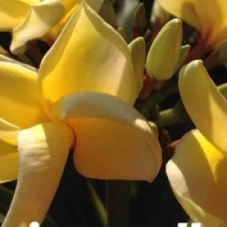 Plumeria rubra 'Kanjana Yellow'
