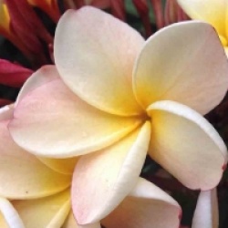 Plumeria rubra 'P60' - Frangipanier P60