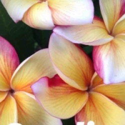 Plumeria rubra 'Somline'