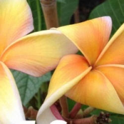 Plumeria rubra 'E-Som' - Frangipanier E-Som