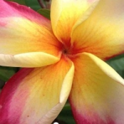 Frangipanier Toppicana