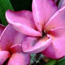 Plumeria rubra 'Jack Purple' - Frangipanier Jack Purple
