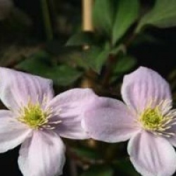 Clematis montana 'Tetrarose'