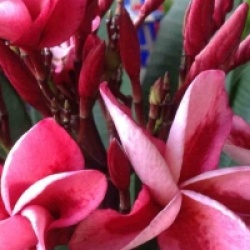 Plumeria rubra 'Granny Rorang' - Frangipanier Granny Rorang