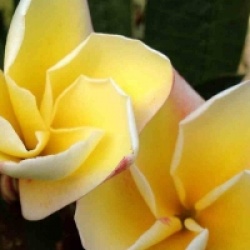 Plumeria rubra 'Vichanu Gold'