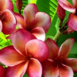 Plumeria rubra 'Line Nam Tan' - Frangipanier Line Nam Tan