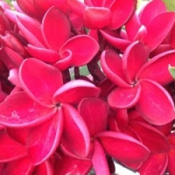Frangipanier Siam Red