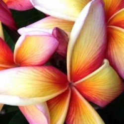 Plumeria rubra 'Imperial Crown' - Frangipanier Imperial Crown