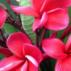 Plumeria rubra 'Bangkok Fire'