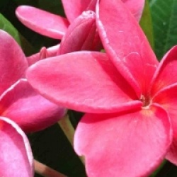 Plumeria rubra 'Sexy Pink' - Frangipanier Sexy Pink