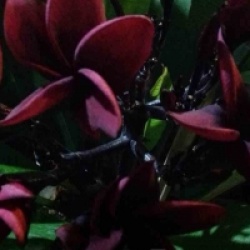 Plumeria rubra 'Wakwo' - Frangipanier Wakwo