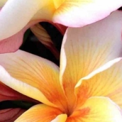 Plumeria rubra 'Coral Cream'