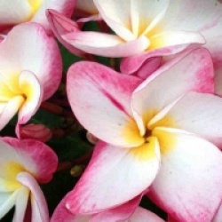Plumeria rubra 'Miss Pratum' - Frangipanier Miss Pratum