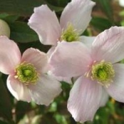 Clematis montana 'Tetrarose'