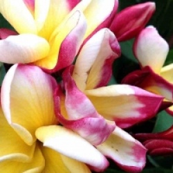 Plumeria rubra 'Thai Dane' - Frangipanier Thai Dane
