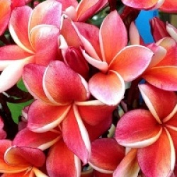 Plumeria rubra 'Somkarasin'