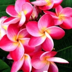 Plumeria rubra 'Duke'
