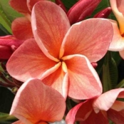 Frangipanier Orange Apricot