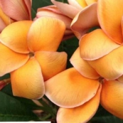 Plumeria rubra 'Paramino' - Frangipanier Paramino