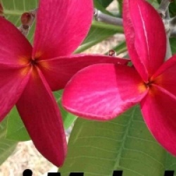 Plumeria rubra 'Taj Mahal'