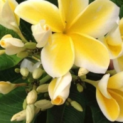 Plumeria rubra 'Yellow Bird'