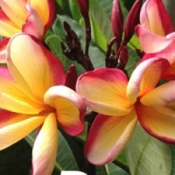 Plumeria rubra 'Dane' - Frangipanier Dane