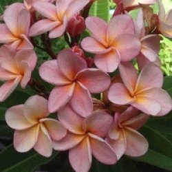 Plumeria rubra 'Bunyen' - Frangipanier Bunyen