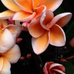 Frangipanier Tippratumporn