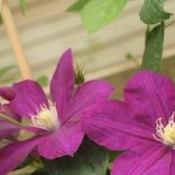 Clematis 'Monte Cassino' - Cl�matite Monte Cassino