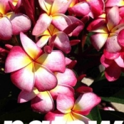 Plumeria rubra 'Sangtawan' - Frangipanier Sangtawan