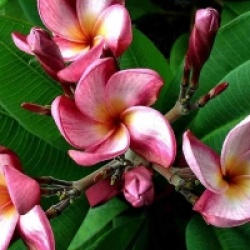 Plumeria rubra 'Violet Pink'
