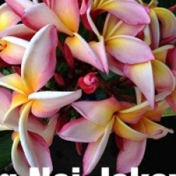 Plumeria rubra 'Nung Nai Jakawan'