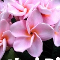 Frangipanier Orathai Pink