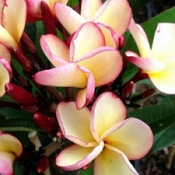Plumeria rubra 'Puang Yuk' - Frangipanier Puang Yuk