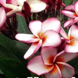 Frangipanier Phet Nam Ang