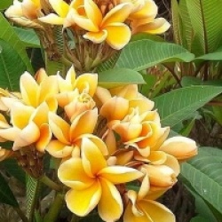 Plumeria rubra 'Heidi Gold' - Frangipanier Heidi Gold