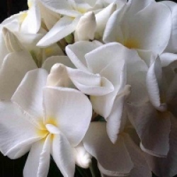Plumeria rubra 'Kanjamaporn'
