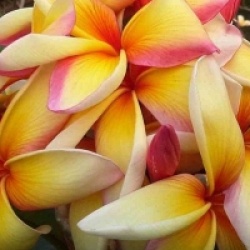 Frangipanier Maui Rainbow