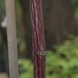 Acer davidii 'Cascade'