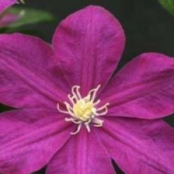 Clematis 'Monte Cassino'