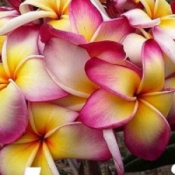 Plumeria rubra 'Jennie' - Frangipanier Jennie