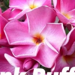 Plumeria rubra 'Pink Ruffle'